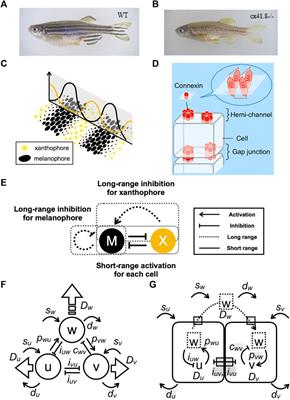 Correspondences Between Parameters in a Reaction-Diffusion Model and Connexin Functions During Zebrafish Stripe Formation